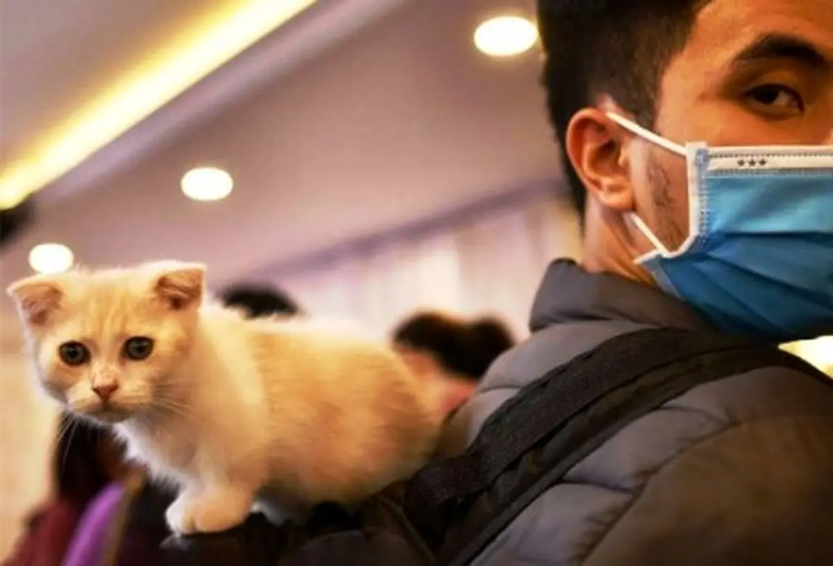 هشدارهای کرونایی‌ به گربه‌دارها