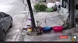 ببینید|بجنگ مثل این ماهی!
