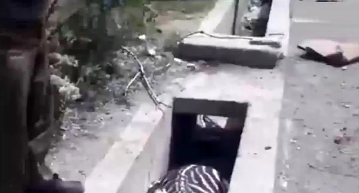اینستاگرد؛ مرگ گورخر هلندی در باغ‌وحش صفادشت