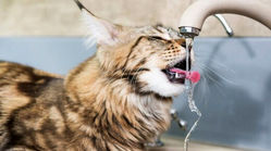 ببینید|گربه‌ای عاشق آب با ثروتی ۱۱ میلیارد تومانی
