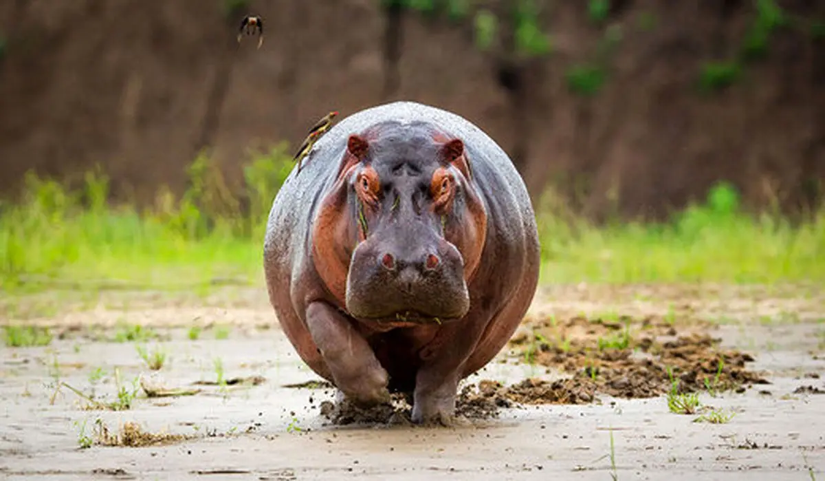 ببینید|نجات قهرمانانه آهو از دست سگ‌های وحشی توسط اسب آبی