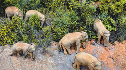 مهاجرت ۵۰۰ کیلومتری یک گله فیل ماجراجو