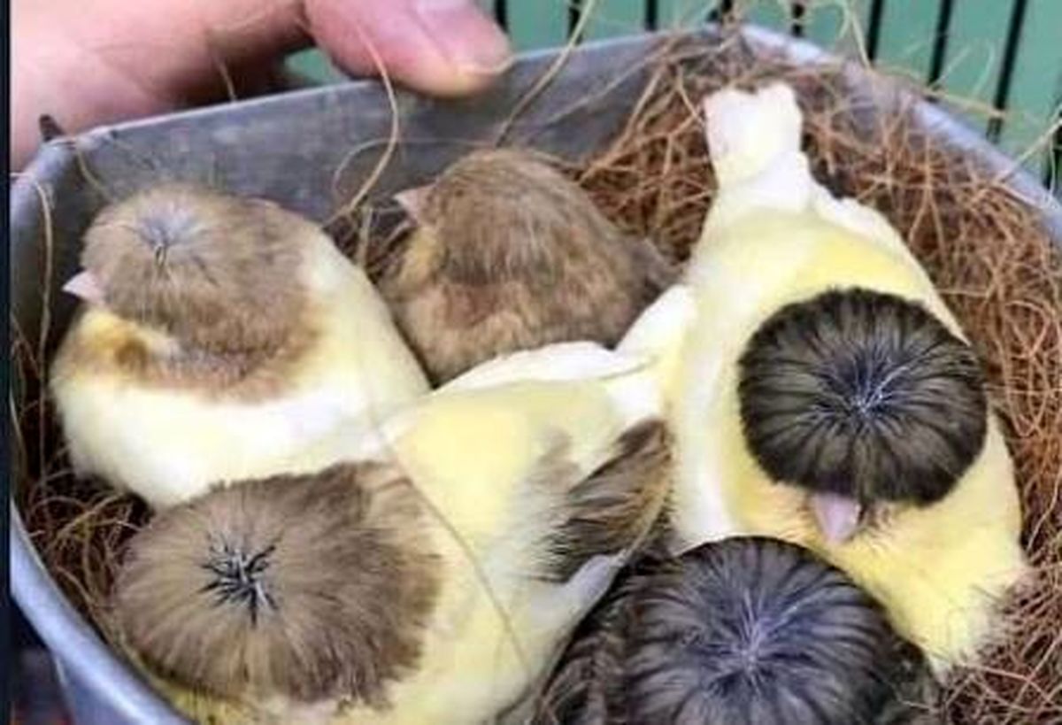 عکسهای فان هفته کاربران فضای مجازی