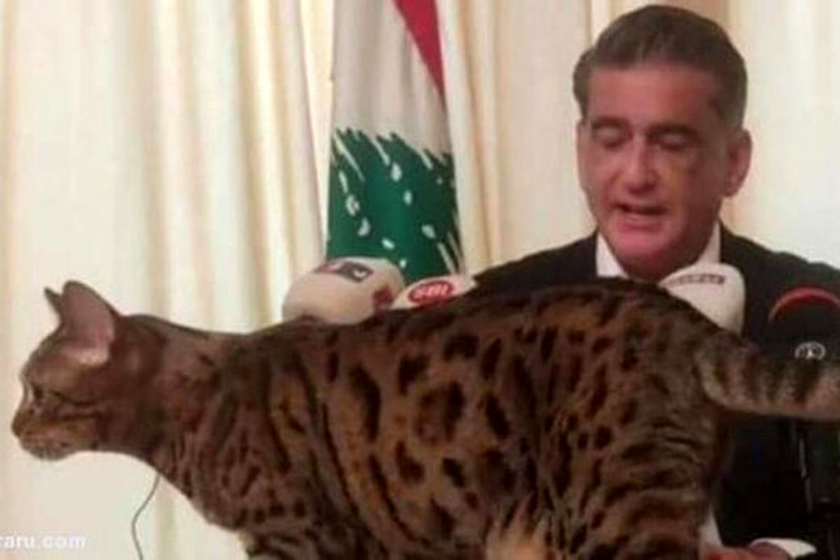 ببینید | ورود سرزده گربه به کنفرانس خبری!