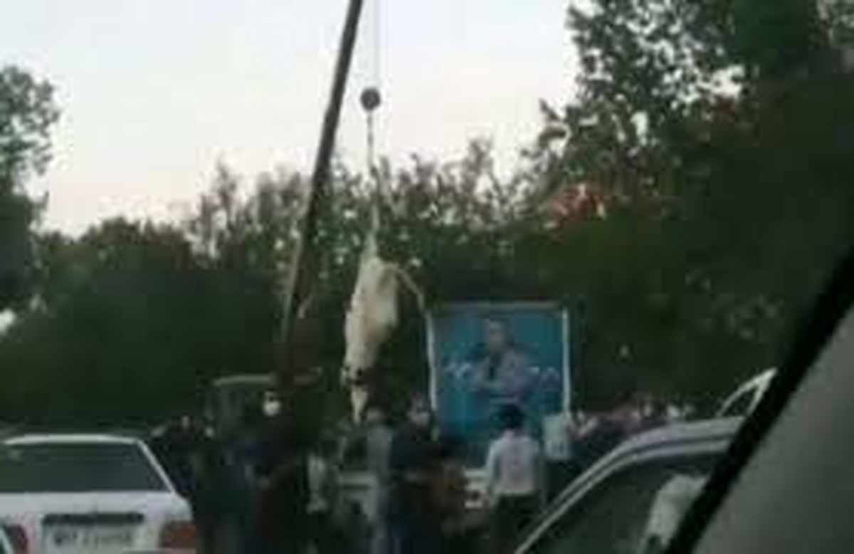 آویزان کردن گاو از جرثقیل برای تبلیغ یک کاندیدا!؟!