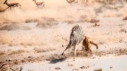 ویدئو | تلاش وحشیانه گورخرها برای کشتن بچه غزال