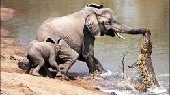 ببینید| انتقام فیل مادر خشمگین از کروکودیل خبیث