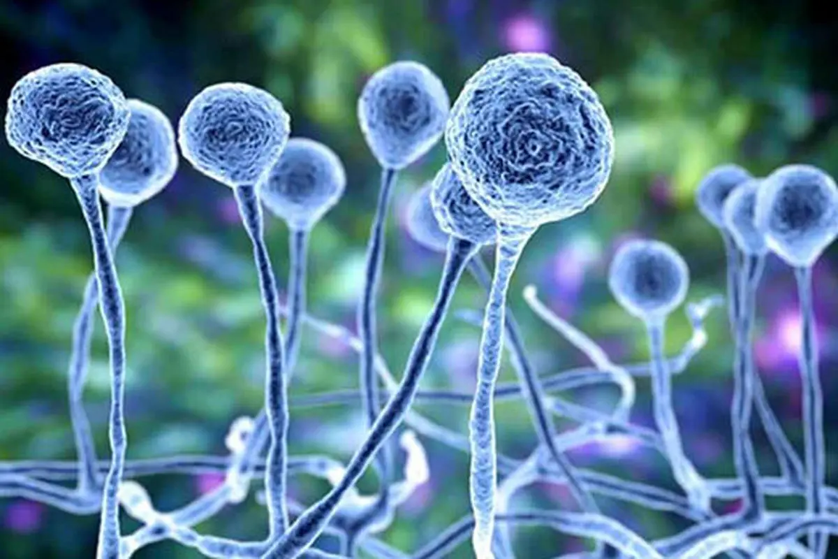 چه کسانی در معرض قارچ سیاه هستند؟