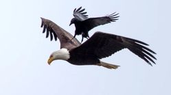 تماشا کنید | مزاحمت دست‌جمعی کلاغ‌ها برای عقاب