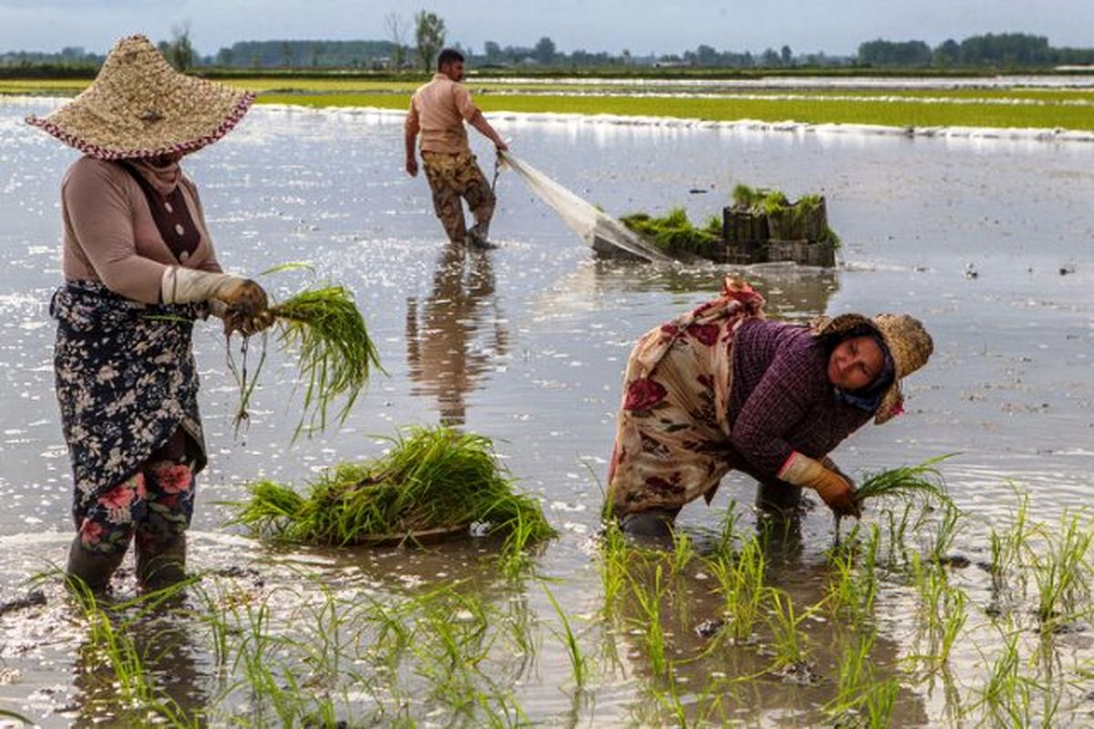 یک راهنمای به درد بخور برای خرید برنج ایرانی