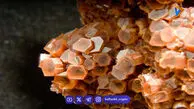 فلز سرخ همپای طلا نماند