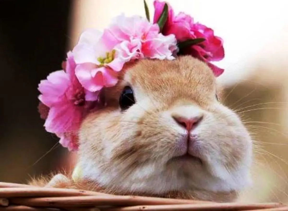 سوژه‌ها و عکس‌های فان هفته کاربران در فضای مجازی