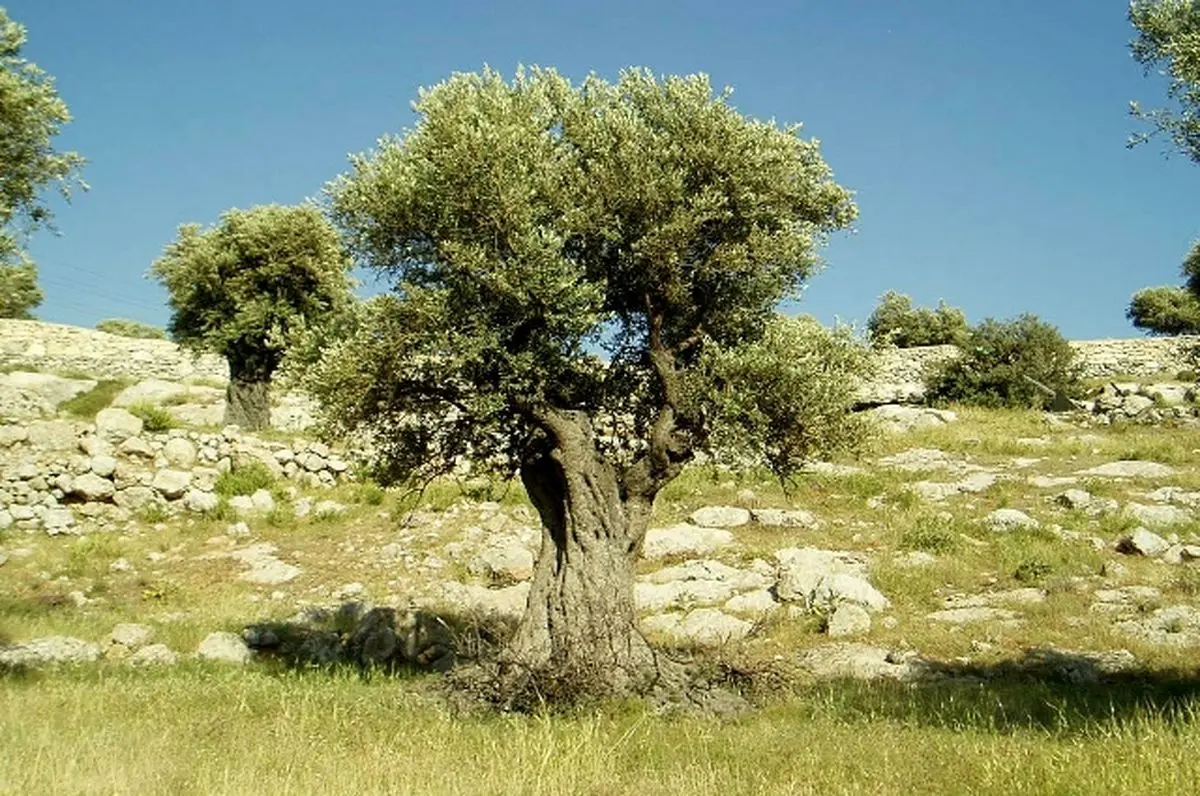 یادداشت | تمام چشم‌انداز یک درخت