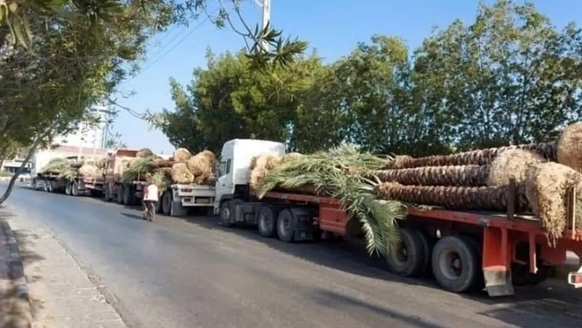 قطع نخل‌های دشتستان با مجوز جهاد کشاورزی!