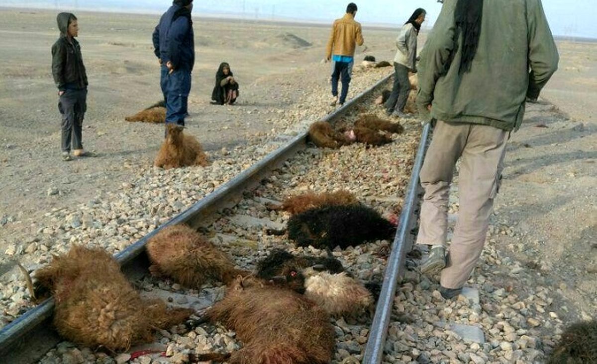 ویدیو | تلف شدن ۷۰ راس گوسفند در پی برخورد قطار در قزوین