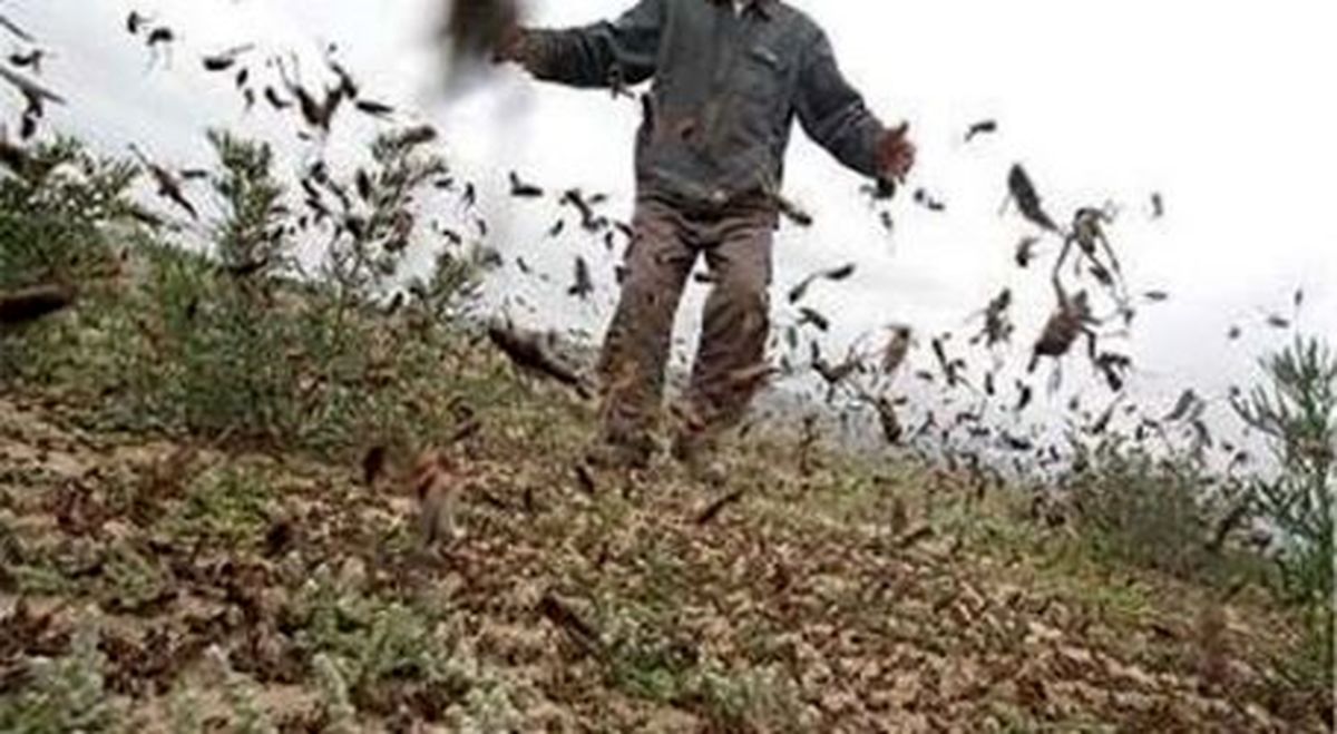 ماجرای خوردن ملخ در جنوب ایران