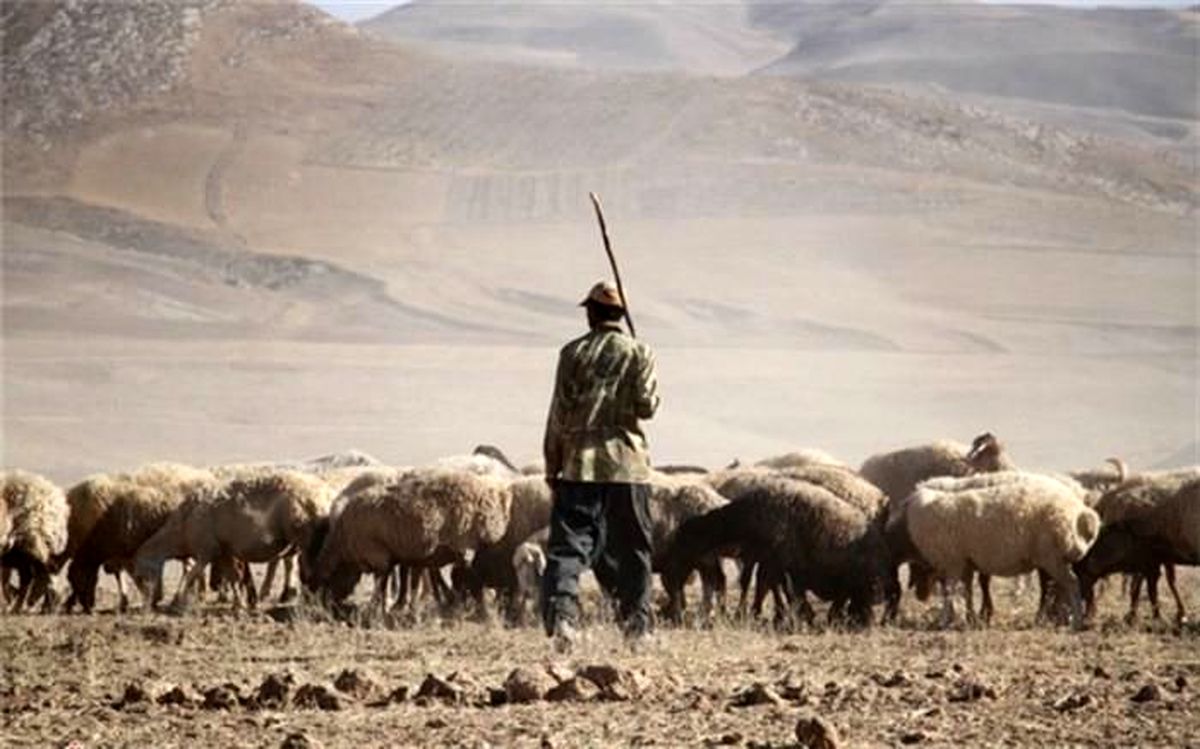 ماجرای اگهی استخدام چوپان ایرانی در ارمنستان