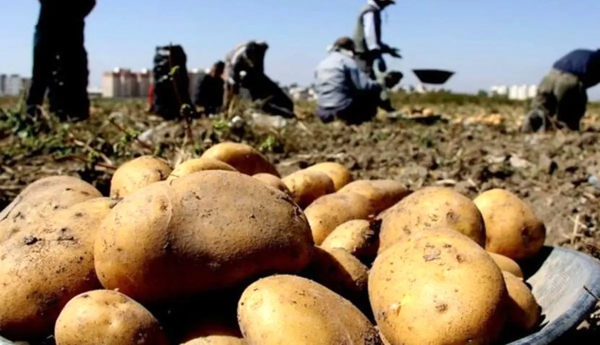 برگشت خوردن سریالی محصولات کشاورزی ایران ادامه دارد