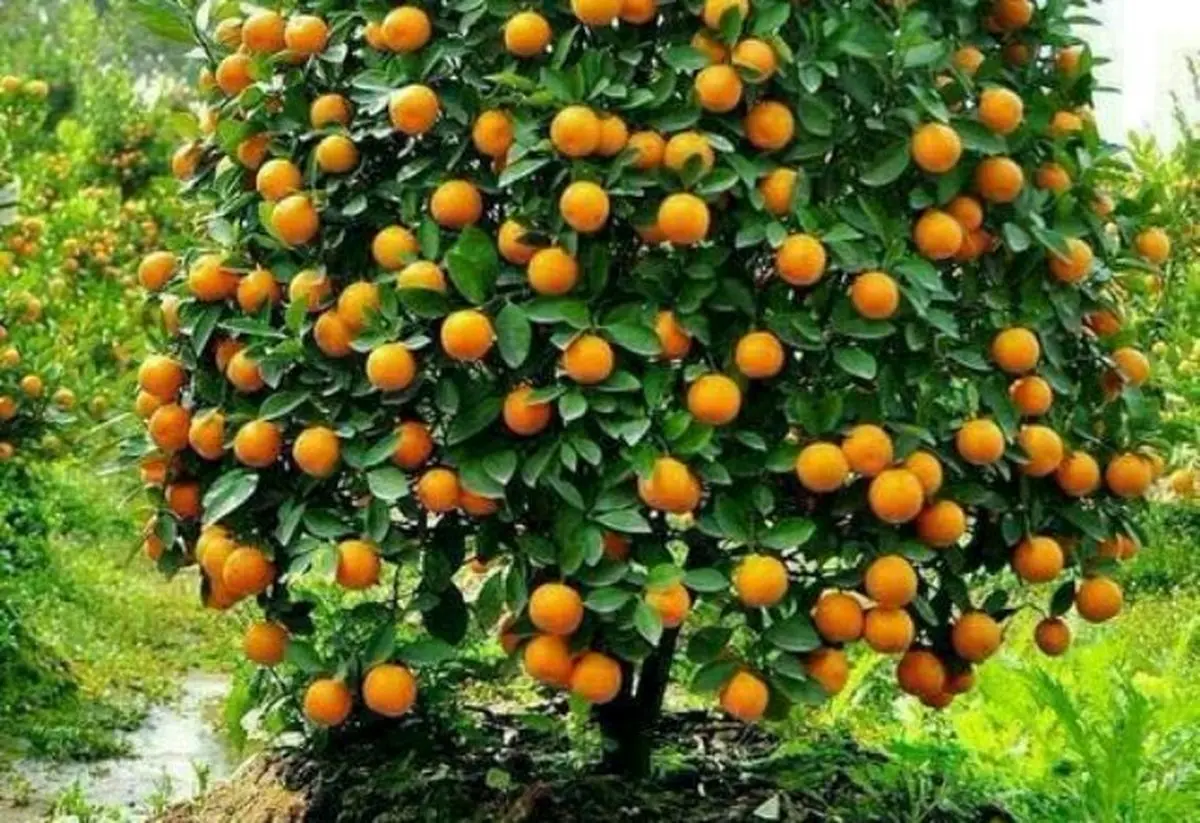 سوژه هفته | بیچاره گوزن‌های سورتمه بابانوئل