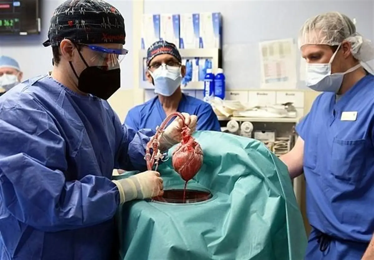 نظر دو مرجع تقلید درباره پیوند قلب خوک به انسان