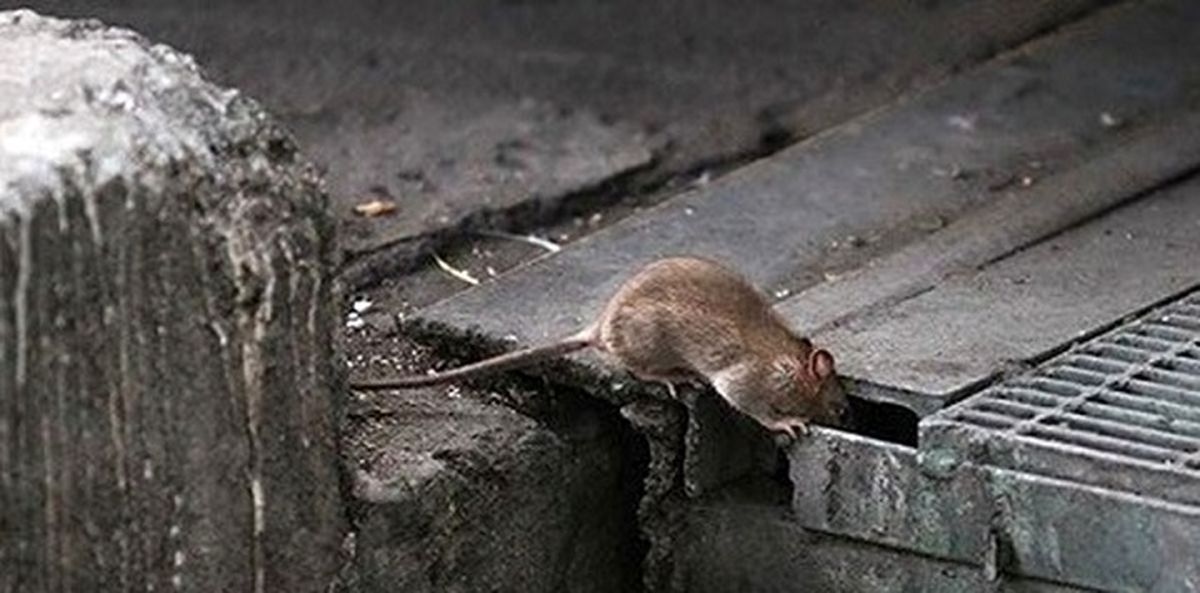 ببینید | موشهای فاضلاب روی درخت در خیابان طالقانی تهران