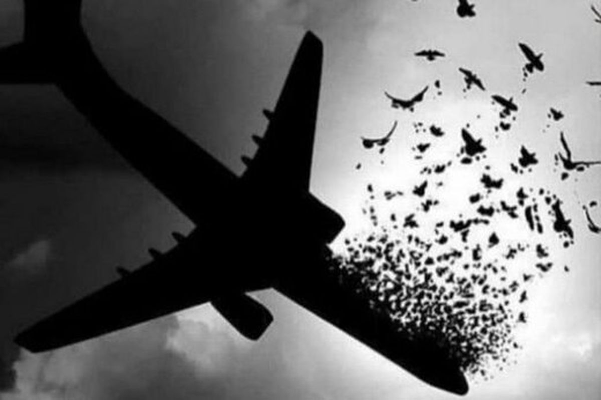 آمار شهدای حادثه هواپیمای اوکراینی اعلام شد
