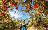 هزینه خرید باغ میوه در نقاط دنج و آرام کشور