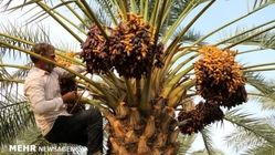 جدال نسل جدید و قدیم خرماها