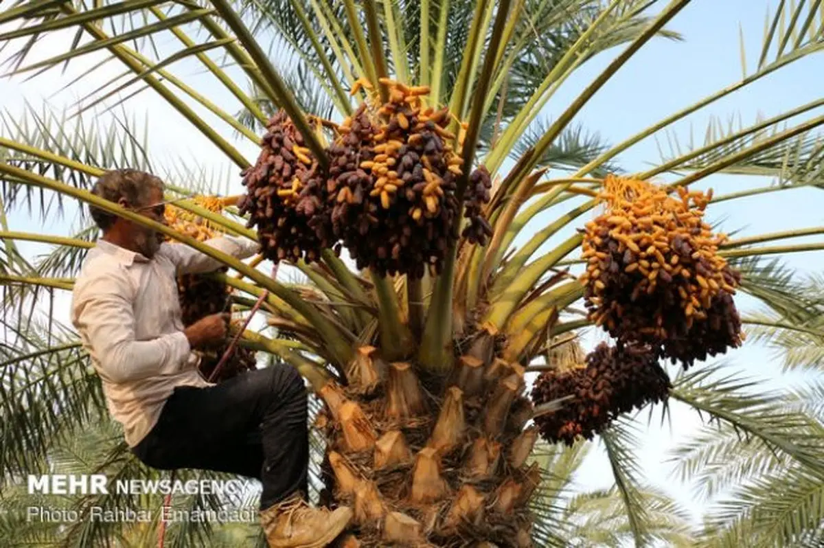 جدال نسل جدید و قدیم خرماها
