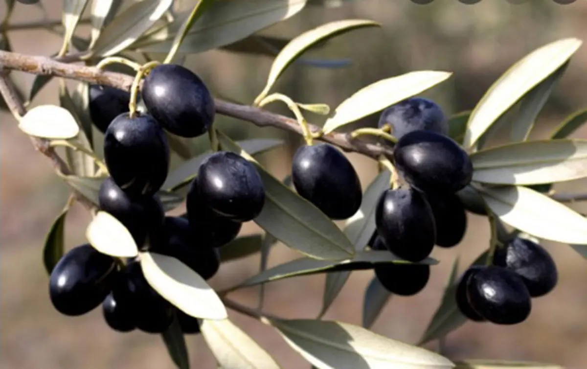 فروشنده‌های زیتون‌، گنجشک را ‌به‌جای قناری می‌فروشند؟