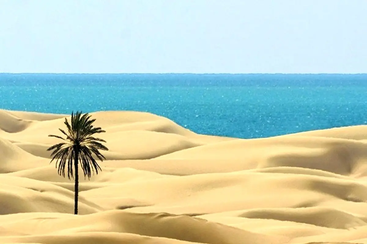 ببینید | قتل تک‌درخت زیبای ساحل دَرَک توسط افراد ناشناس