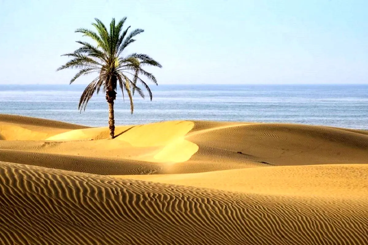 ببینید | نخل دیگری جایگزین تک‌درخت زیبای ساحل «دَرَک» شد