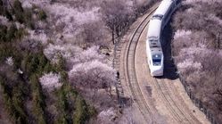 تماشا کنید | لحظه عبور قطار از میان شکوفه‌های بهاری