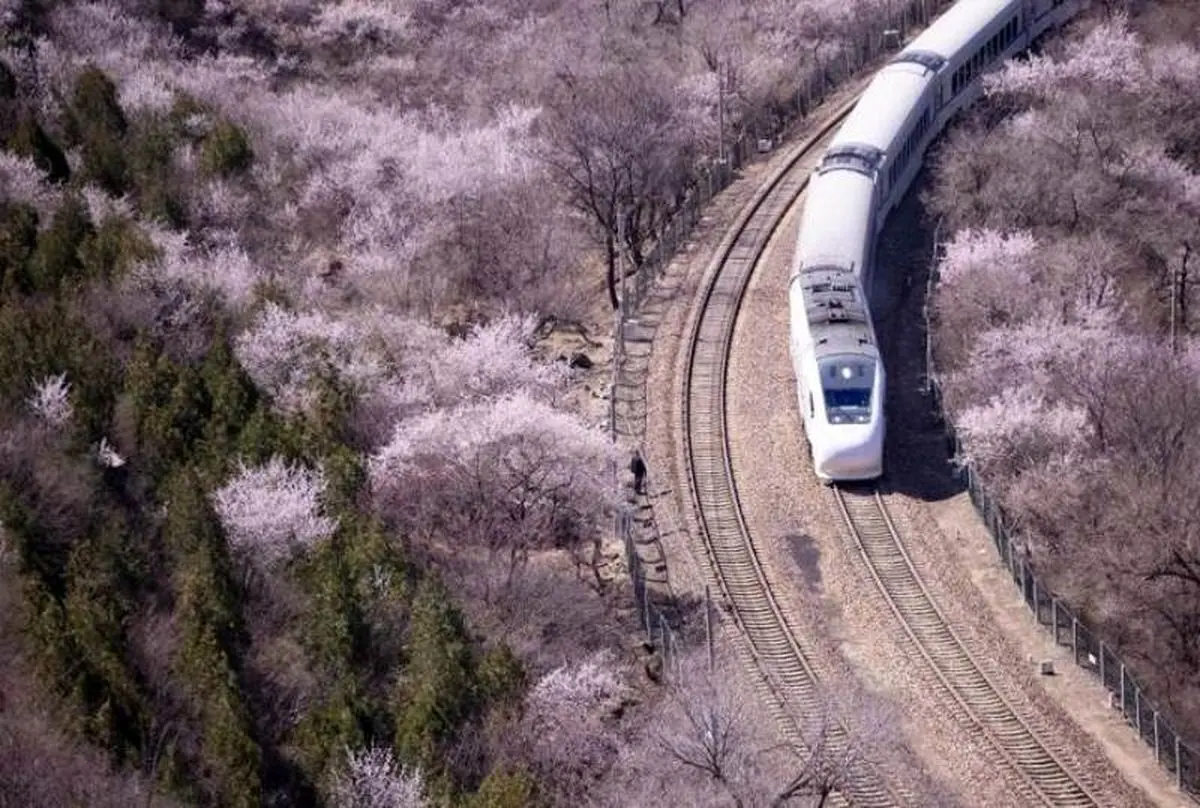 تماشا کنید | لحظه عبور قطار از میان شکوفه‌های بهاری