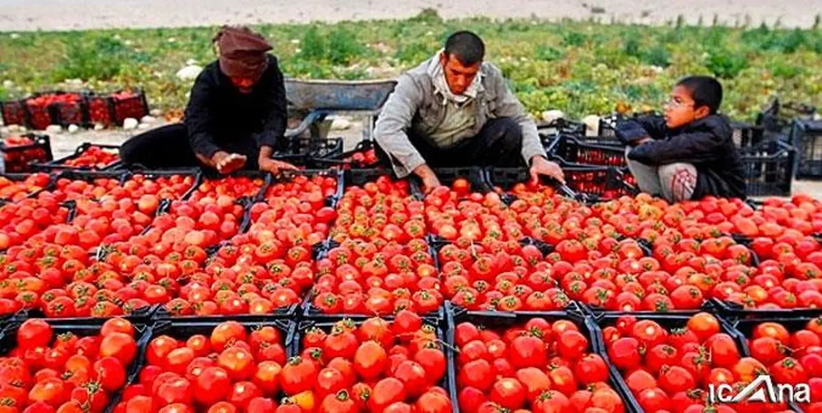 تب قیمت گوجه فرنگی ادامه دارد؟