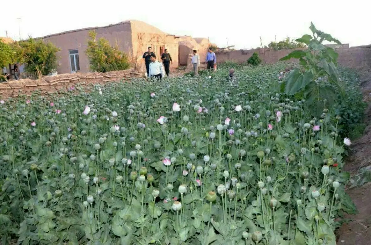 کشف مزرعه خشخاش با مساحت ۵۰۰ متر در یک شهر جنوبی