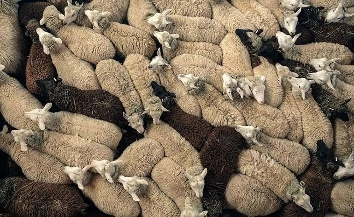 چوپان دروغگو در شهر ری دستگیر شد