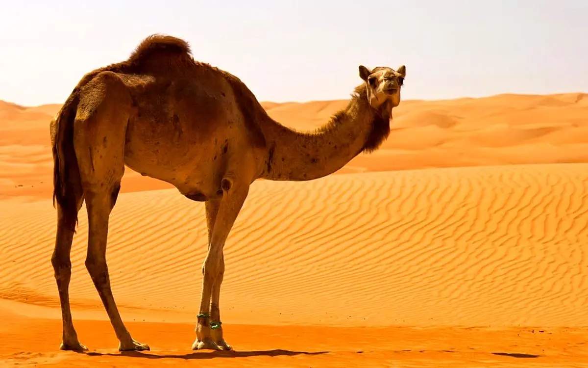 ببینید | بارگیری عجیب شتر در هواپیما