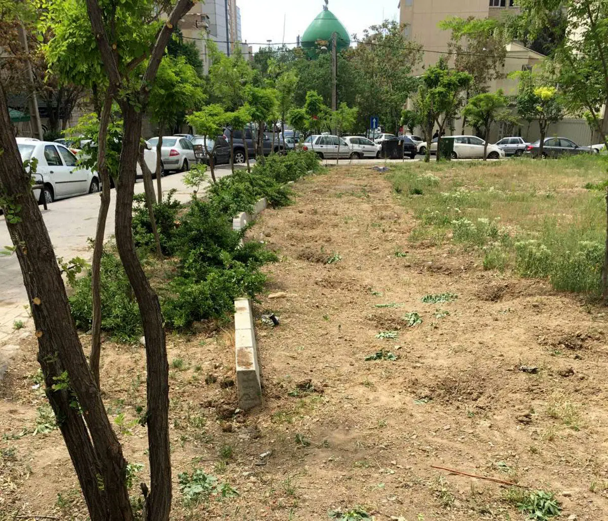 قلع و قمع شبانه درختان فضاى سبز چیذر توسط ماموران شهردارى + عکس