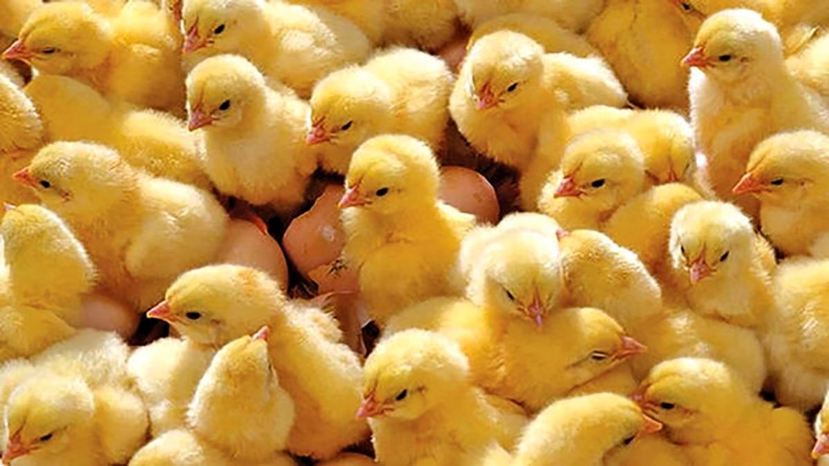 موضعگیری سریع دادگستری درباره زنده بهگور کردن جوجهها