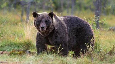 
محیط زیست گم شدن توله خرس دوم را تکذیب کرد
