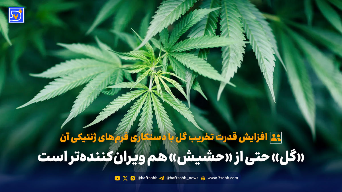 هشدار درباره «گل‌های دستکاری‌شده»: افزایش قدرت تخریب با واردات فرم‌های ژنتیکی