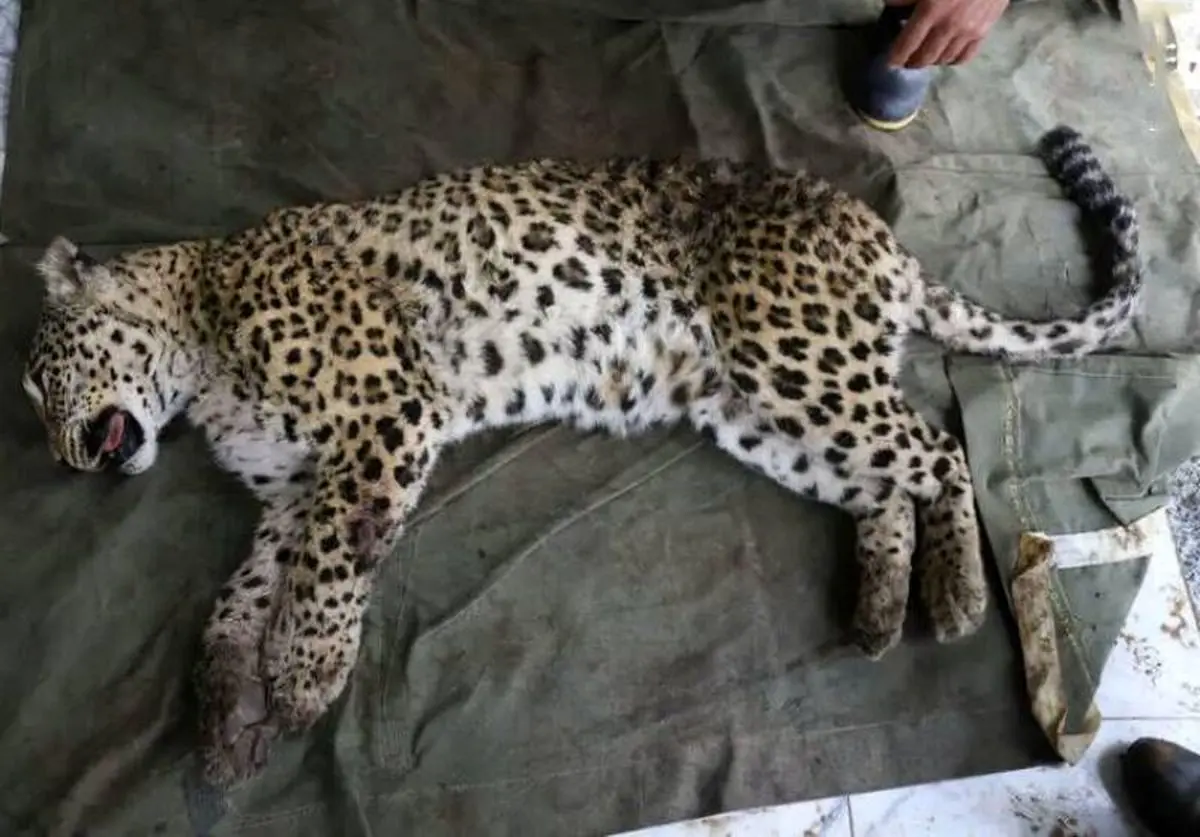ماده پلنگ ارم تلف شد