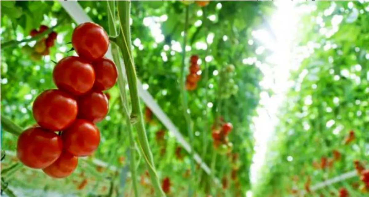 فروش رب گوجه فرنگی درب کارخانه + چند کیلو گوجه یک کیلو رب میدهد؟