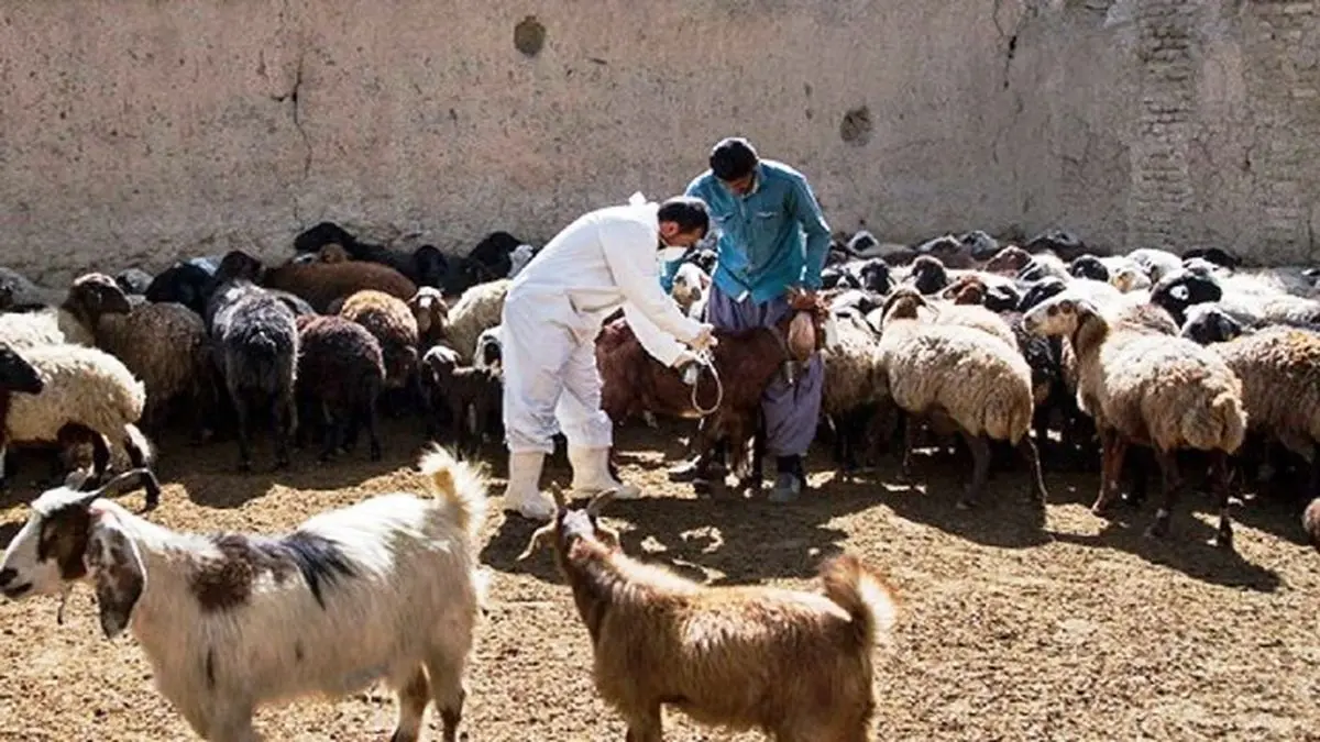 افزایش تعداد مبتلایان و قربانیان بیماری تب کریمه کنگو