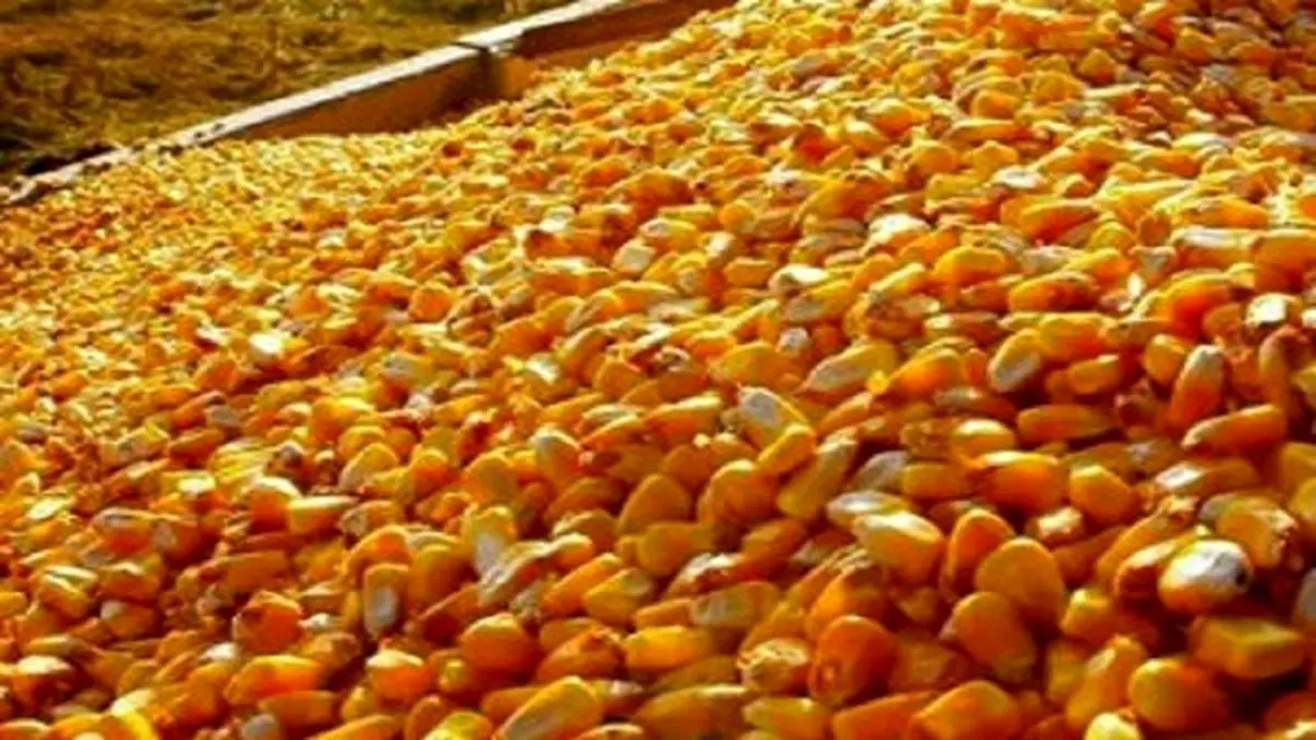 جزئیات ترخیص ۲۷ هزار تن ذرت آلوده از گمرک