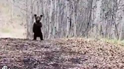 ببینید | تلاش بچه خرس برای ترساندن فیلمبردار