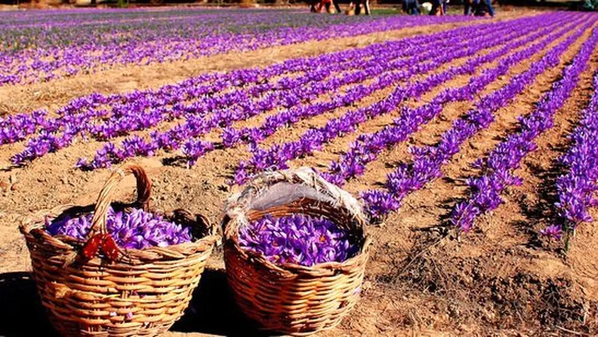 حقایق و شایعات درباره وجود براده‌ آهن در بسته‌بندی زعفران