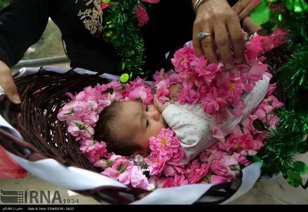 گزارش تصویری / گلابگیری در قمصر کاشان