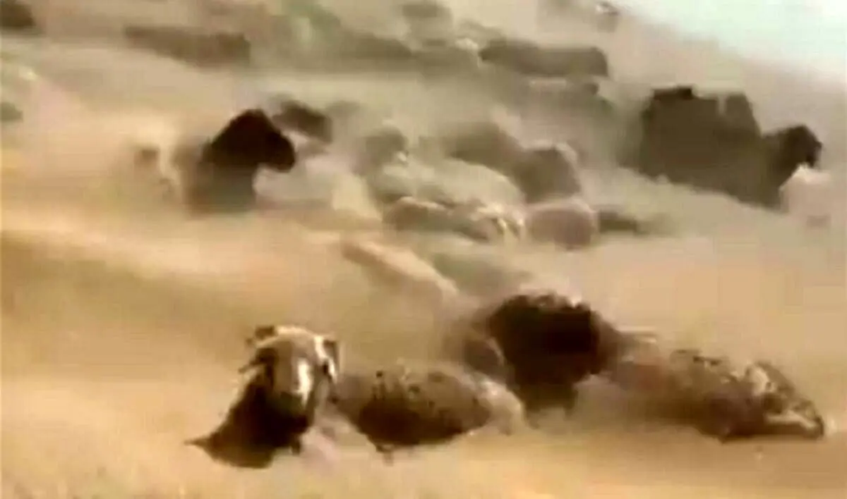 ویدئو |  دفن شدن گوسفندان زنده زیر طوفان شن در زابل